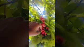 YasminMalik-Dv1 other country Maldives shahar #scribe karoplease meri video 📷#