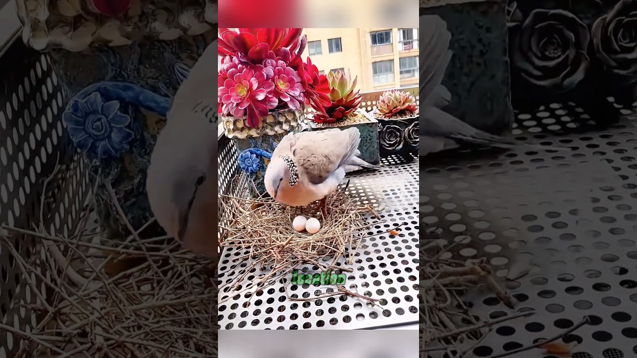 This woman saves dove and her chicks 🕊️🐣 