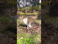 【Cat Video 】Meow meow happy #cat #cats #shorts