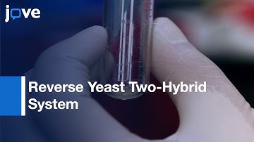 Mammalian Nuclear Receptor Residues Interacting With Ligands/Antagonists l Protocol Preview