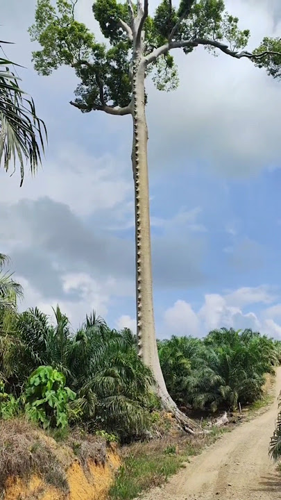 This is a tree that is protected by the Dayak tribe