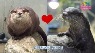 小爪水獺要出嫁-「Sandy」借殖到花蓮Small-Clawed Otter ...