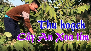 Thu hoạch cây an xoa tím |Sơn28TV
