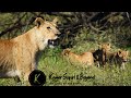 Lost lion cubs and what happens next lioness desperately looking for cubs kruger national park