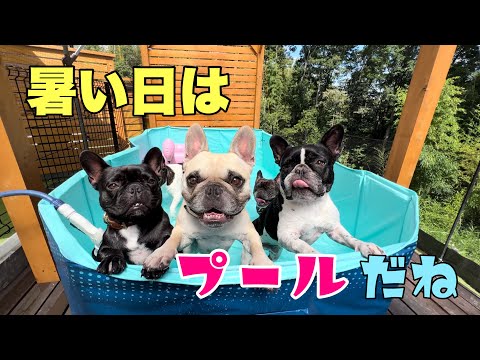 個性たっぷり!フレブル6兄弟のプール遊びが面白いww