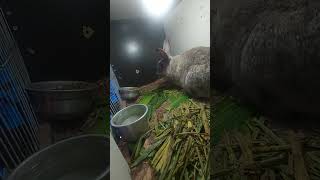 Coelha Fasendo Ninho