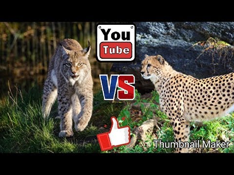 Рысь против гепарда. Lynx against Cheetah. Животные. Батл животных.