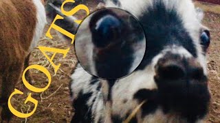 GOATS 🐐 eat WHAT? in COLORADO/ Chickens too 🐓My visit to the Carbondale Valley/ SNOWMASS and ASPEN