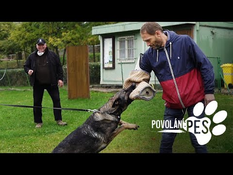 Video: Jaké Vlastnosti By Měl Mít Služební Pes?