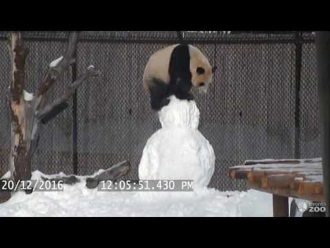 Toronto Zoo Giant Panda vs. Snowman