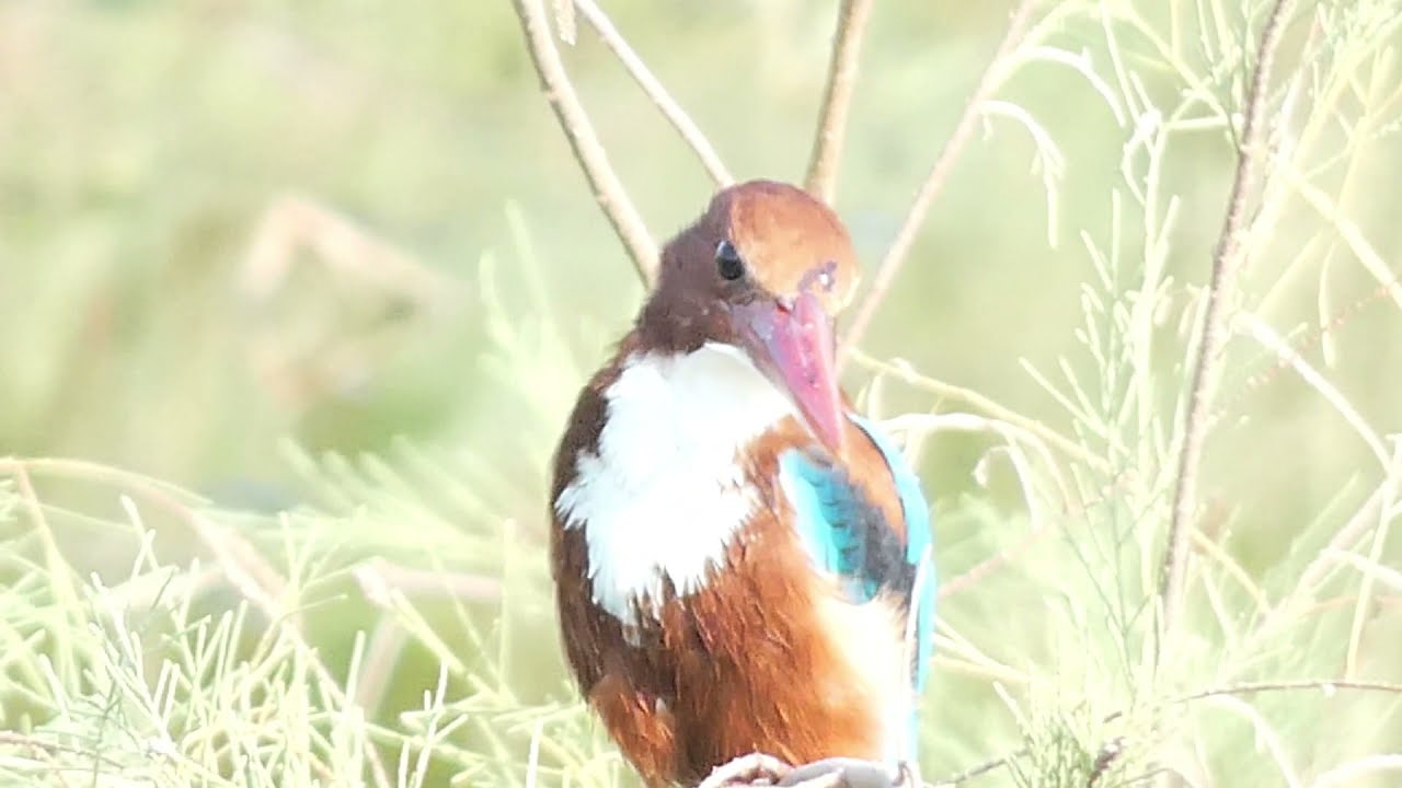 The white throated kingfisher Halcyon smyrnensis 