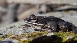 Night Herping The Vernal Pool