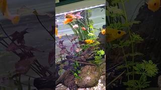 eat fish  #fish #nature