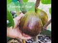 Tasting the Monster Fig - Fiorone Di Ruvo Fig Breba 2018