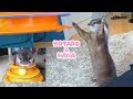 カワウソコタローとハナ　何度もひっくり返る！ハナ流の遊び方が可愛すぎ　Hilarious Otter Kotaro&Hana Playing With Tower Of Tracks