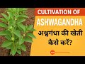 Cultivation of Ashwagandha: अश्वगंधा की खेती कैसे करें?