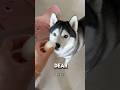 “I Fed All My Pets One by One… The Ending Will Melt Your Heart 🥚🐶🐾”#shorts