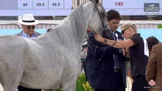 Prague 2026 Czech National Championship   Class 2