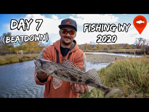 Fishing Wyoming 2020 | Trout & Sauger (Catch,Clear,Prepare dinner)