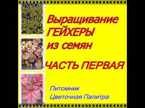 Выращивание гейхеры из семян в домашних условиях видео