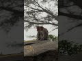 കുരങ്ങച്ചൻ #punchmonkey #wildanimals #valparai