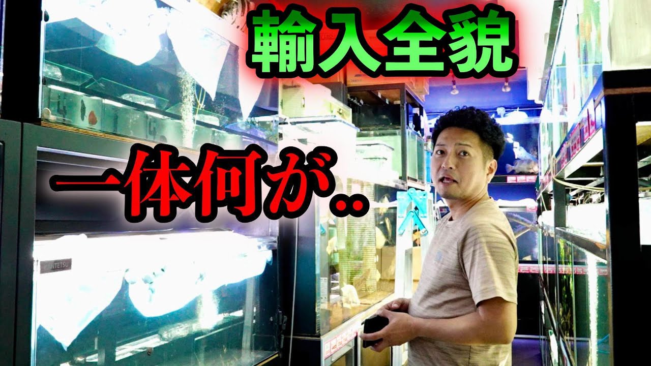 日本TOPアクアショップの輸入密着『圧巻の在庫』『アロワナ仕入れ』『納品』『接客』神奈川県　ベイサイドアクア