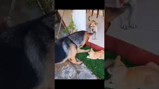 Cat vs. Dancing Cactus: Who wins? 😂 #funnycat #cat #shorts