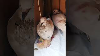 #song #pigeon #kabutarandekabdetehain #frsic #kabutar #kabootarba #freefiresong #birds