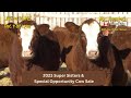 2023 mc quantock super sisters  special opportunity cow sale preview
