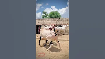 Angry Fateh Jang Fatehjangibulls Fatehjangmandi Pakistan Angrybull Heavy Bullracefatehjang 