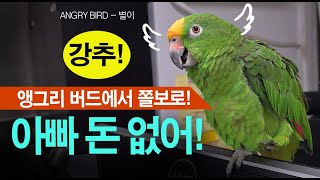 아빠~돈 없어! / 난 못해! / 앵그리 버드에서 쫄보가 되어버린 앵무새 / 사람과 대화하는 아마존 앵무새 / ANGRY BIRD