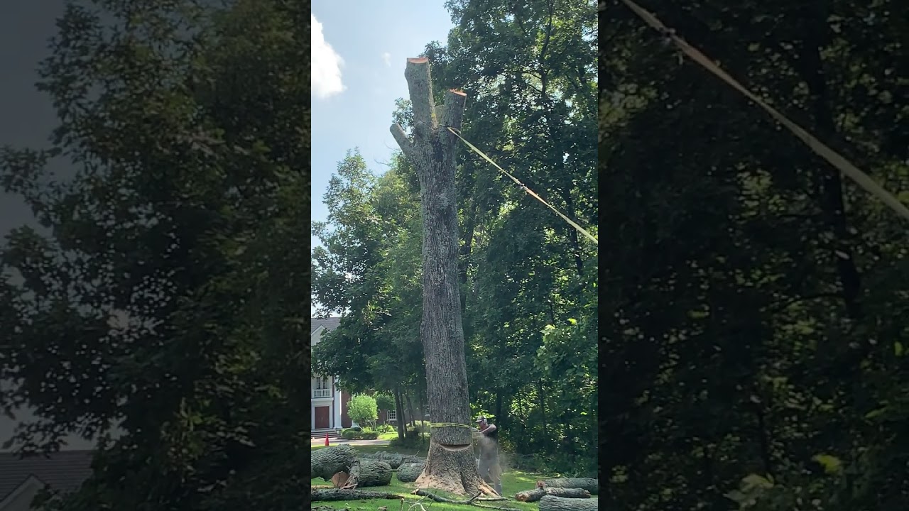 HOW TO DROP A TREE TRUNK RIGHT By THE EXPERTS!!