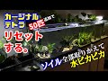 【アクアリウム/熱帯魚水槽】水がすごいキラキラ！！/60㎝水槽のソイルを交換して立ち上げなおす→カーディナルテトラを50匹追加でやっぱり綺麗だね/濾過も上部フィルターに変更/ほぼ完全水槽リセット