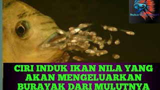 CIRI INDUKAN IKAN NILA YANG AKAN MENGELUARKAN BURAYAK DARI MULUT