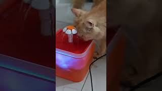 🐾 Why We’re the Best Cat Hotel in Town! 🐾