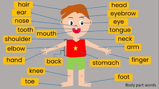 My body, Body part words, body vocabulary