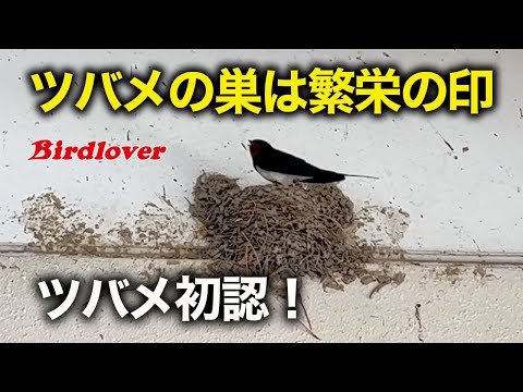 ツバメの初認・ツバメの巣は商売繁盛の印 / Barn swallow - YouTube