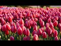 Tulipán kavalkád  - Sergey Chekalin gyönyörű zenéjével