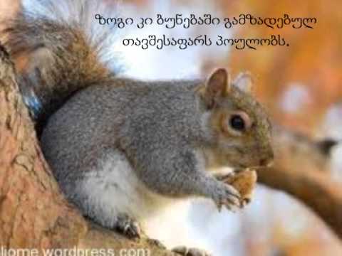 ცხოველების თავშესაფარი