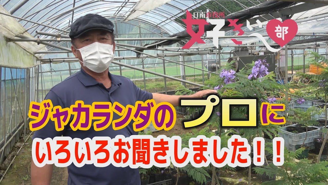 ジャカランダが好きぃ 22 岡本農園さんを訪問 Youtube