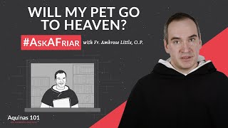 Will My Pet Go to Heaven? #AskAFriar (Aquinas 101)