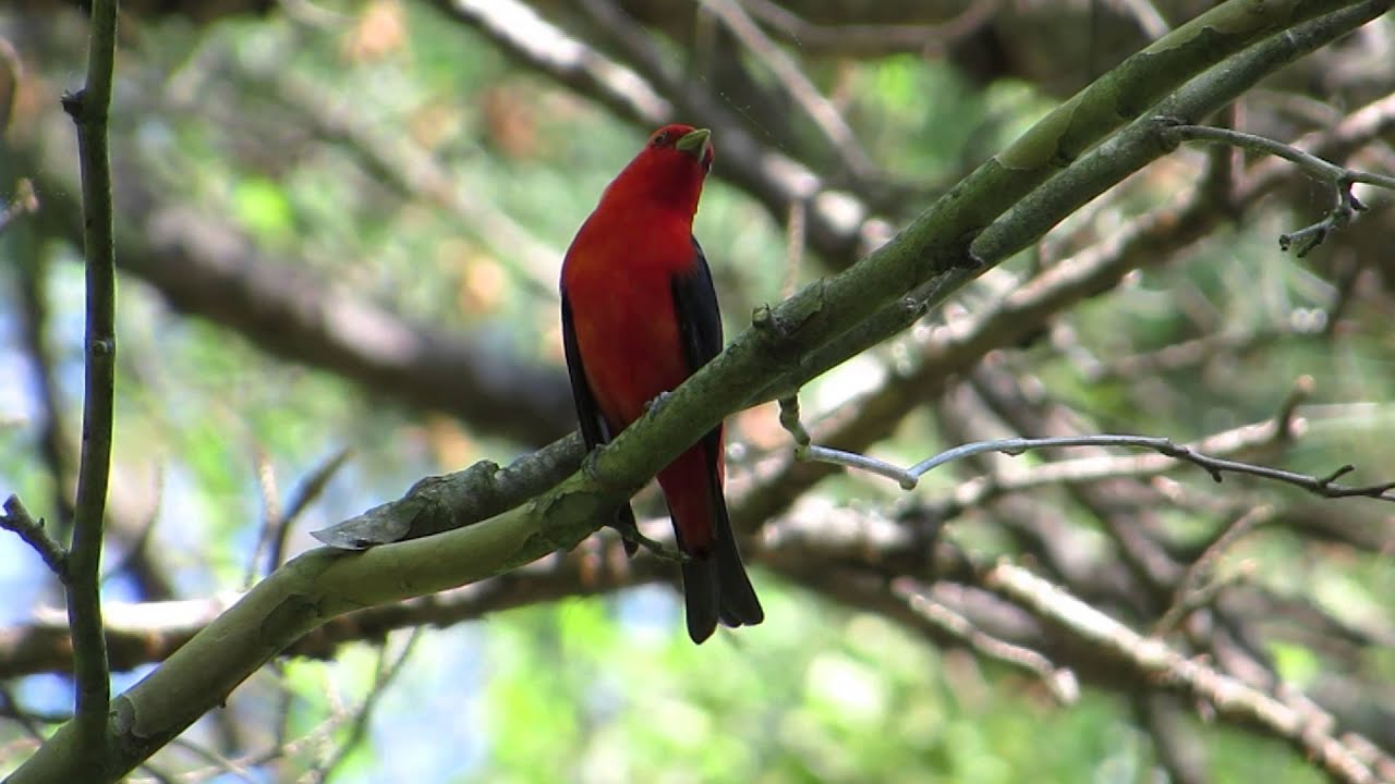 Scarlet Tanager 