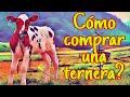 CÓMO COMPRAR UNA TERNERA? /Tips y consejos a la hora de comprar una ternera de pie de cría