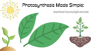 Photosynthesis Made Simple: How Plants Turn Sunlight into Food | Photosynthesis