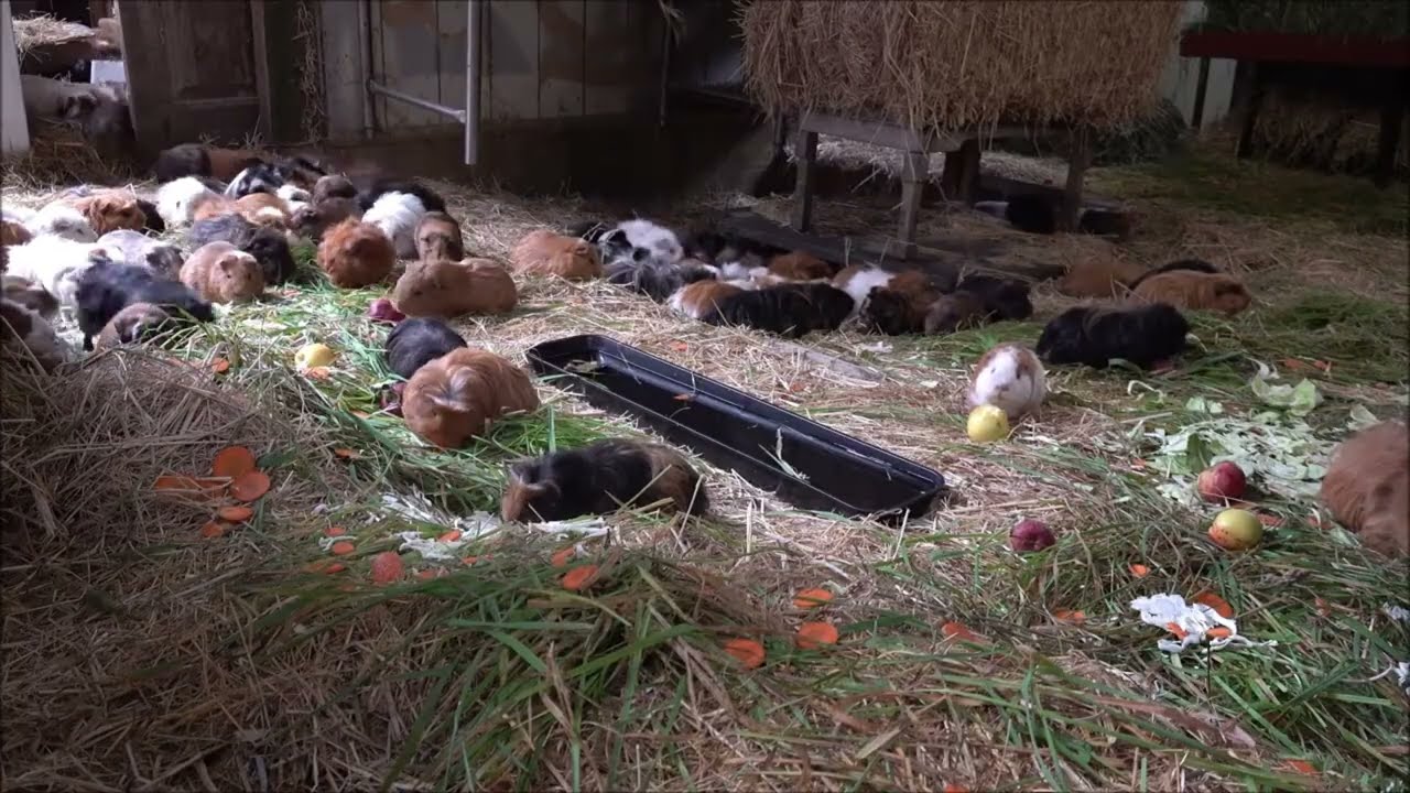 Guinea Pigs: Feast of Apples, Grass, and Carrots