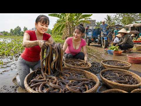 Catching Giant Eels in the Swamp | Huge Eel Harvest Goes to Countryside Market