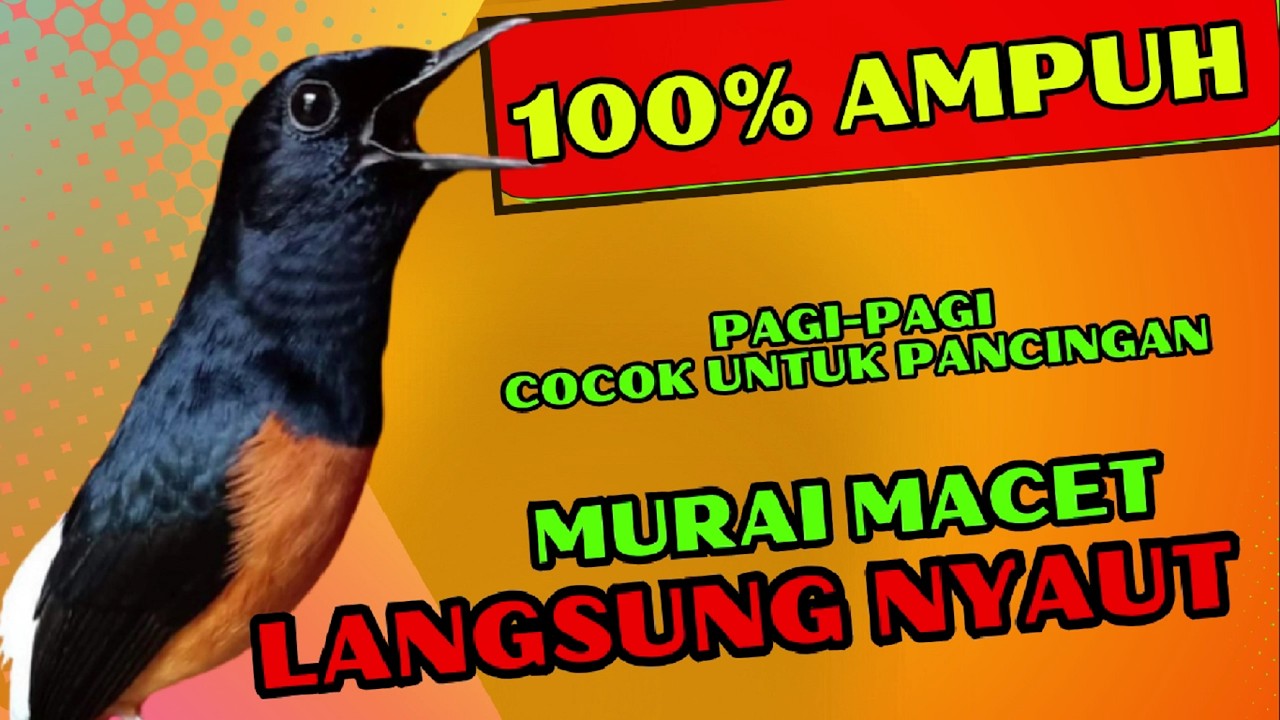 pancingan murai batu GACOR ampuh JADIKAN murai MACET nyaut EMOSI❗❗