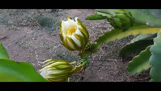 One Night Flower by Explora Conmigo 224 views 9 months ago 3 minutes, 13 seconds