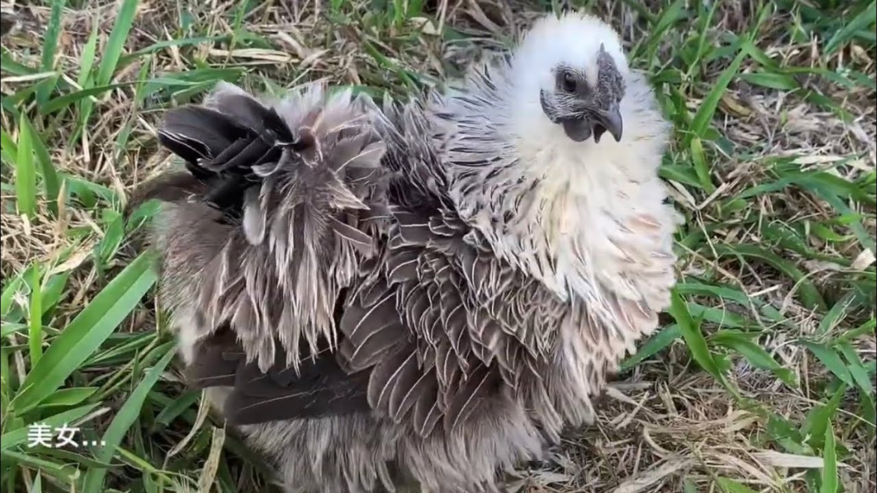 羽がクリクリ特徴的なにわとりさん。フリッズル/Bantam Frizzle