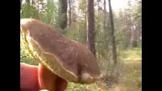 Na grzyby jadalne - Podgrzybek zajączek - grzybobranie - zbieramy grzyby
